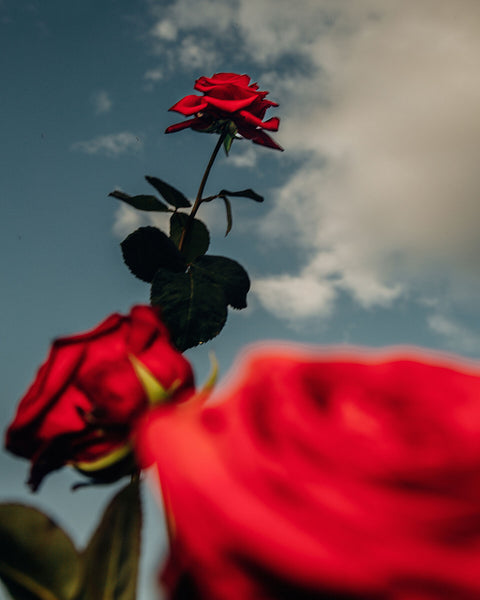 Rose Trio