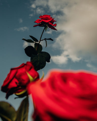 Rose Trio